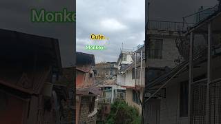 ..🐒Cute monkeymonkeysvideos#short#animals#monkeycompilation 13..🙊🙉🙈.¶¶