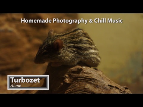 Deep & Tropical House Chill Music Live 24/7 Nature Photographs