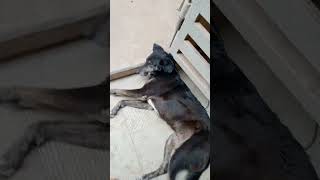 Download Lagu 1,2,3,4,5, shik, shek ,shok MP3