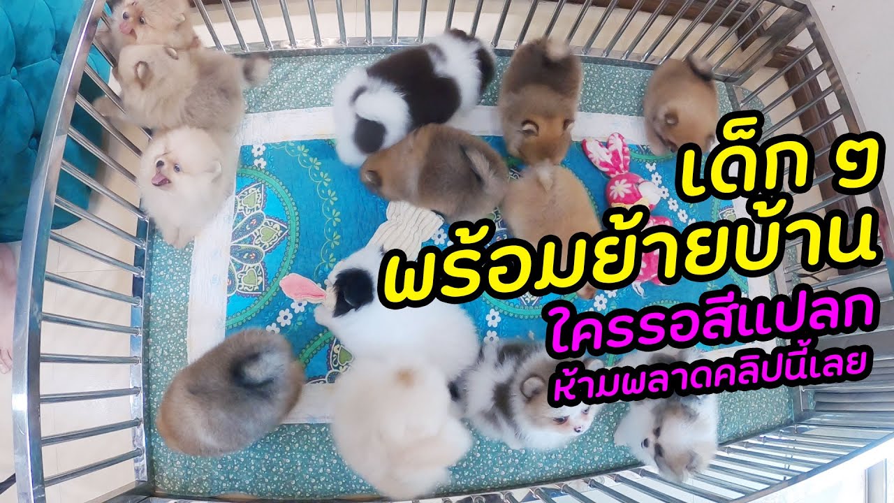 หมา เล็ก ราคา ถูก  New Update  ขายปอมเมอเรเนียน เด็ก ๆ Update พร้อมย้านบ้าน !! ใครที่รอสีแปลก ๆ อยู่ ชมคลิปนี้เลยครับ ^^