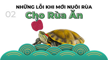 #2 Nuôi rùa cơ bản: Cho rùa ăn - những lỗi tuyệt đối phải tránh #ruacanh #nuoirua #xomrua