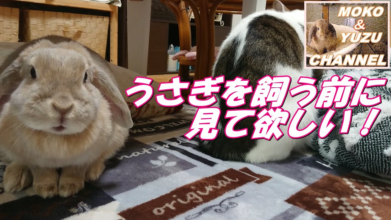 うさぎの病気 うさぎを飼う前に知っといて欲しい事 Youtube