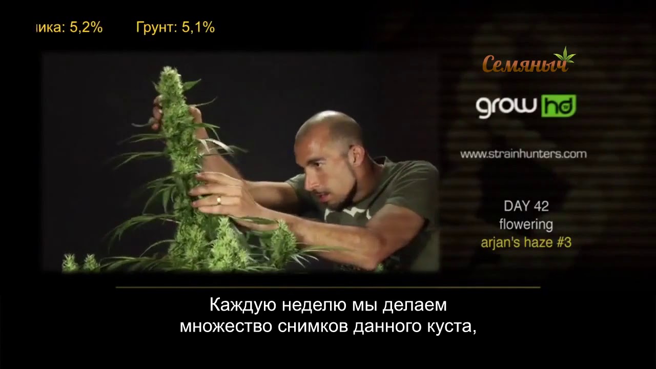 Семяныч Ру Официальный Купить Семена
