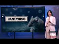 ¿En qué se diferencia el hantavirus del coronavirus?: OMS insta a la calma