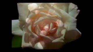 Tom Clay - What The World Needs Now Video Footage
