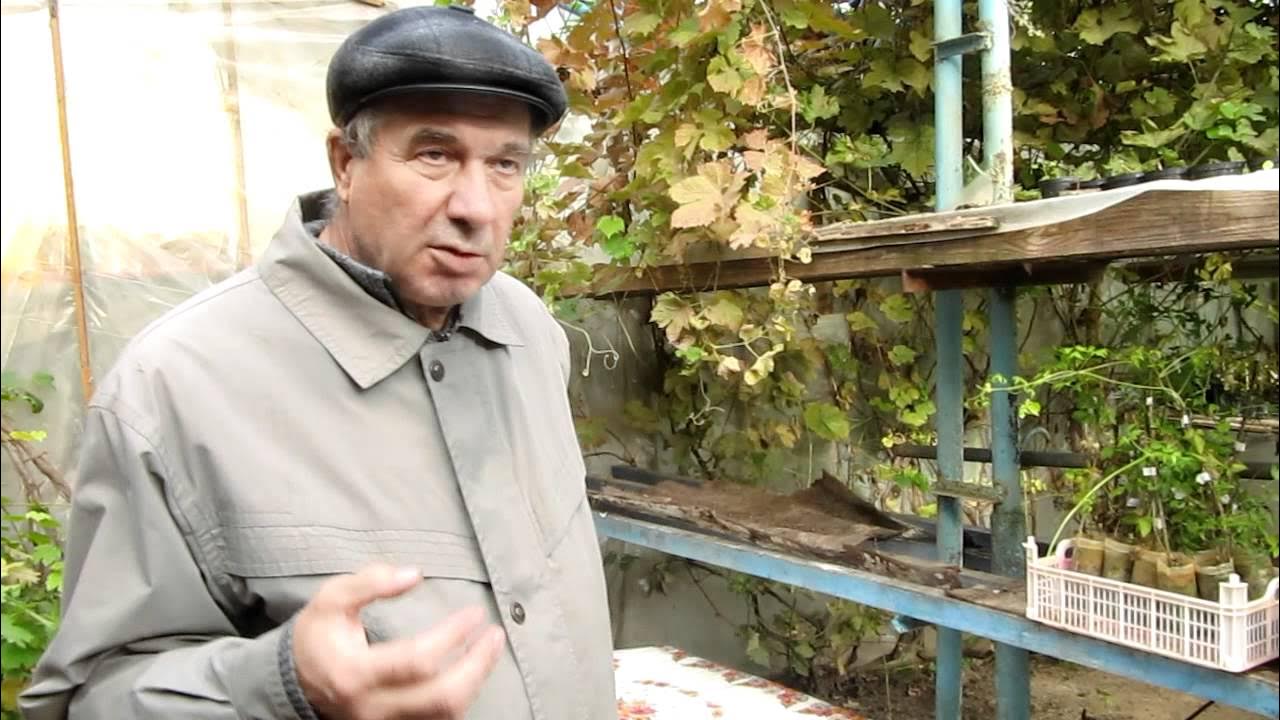 Сайты виноградарей. Питомник винограда Чугуева.