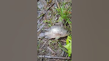 đi câu cá suối ngày mưa bão dính cá rô phi to bự quá đã