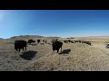 360° Bison Experience