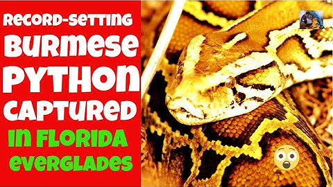 Record Sized Burmese Python Captured in Florida Everglades