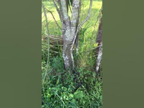 Uganda’s Green vegetation - YouTube