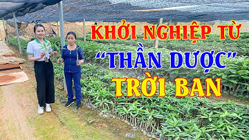 Khởi Nghiệp Với SÂM CAU - "Thần Dược" Bổ Dương Cực Mạnh | Mô Hình Trồng Sâm Cau Giống Tại Vĩnh Phúc