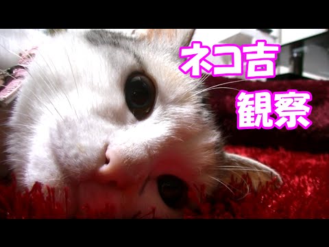rejoice sinach Observing a cat(〃ω〃)♪ Neko-Cat getting hairs on his stomach