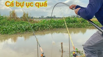 Câu Cá Tra Sông - Chỗ Thế Này Mà Cá Bự Ục Nhìn Chịu Không Nổi || Fishing - Miền Tây