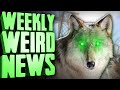 Chernobyl&#39;s Radioactive Mutant Wolves Might Cure Cancer - Weekly Weird News