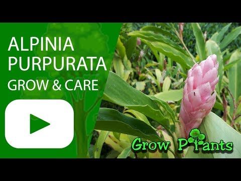 Alpinia purpurata - grow & care