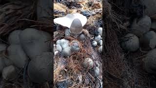 Jamur Pentol atau jamur janjangan kosong kelapa sawit
