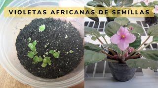 Reproduccion de Violetas Africanas por medio de semillas