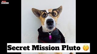 Secret Mission With Pluto 🤫 | Street Dog Pluto
