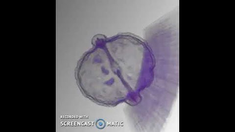 Ray-Casting Visualization of Walnut Volume Data 2