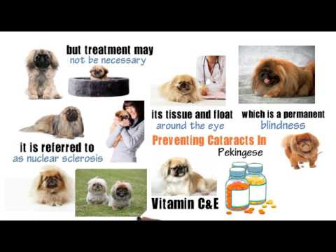 Dogs Cataracts – What You Need To Know About Cataracts In Pekingese Dogs