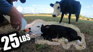 THE TINIEST CALF EVER!