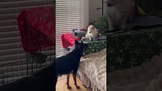 Download Lagu Honey and Daisy #germanshepherd #puppy #cuteanimals #cutedogs #cutepets #funny MP3