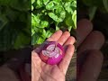Growing onions at home is easy #garden #growathome #plant #onion