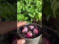 Growing onions at home is easy #garden #growathome #plant #onion