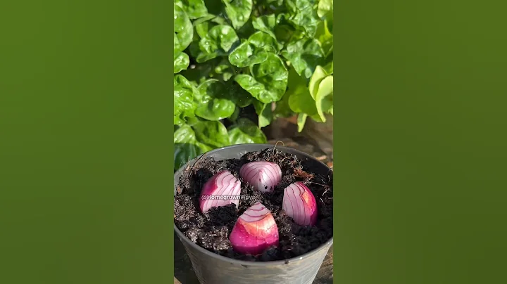 Growing onions at home is easy #garden #growathome #plant #onion
