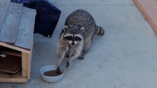 I Found a Raccoon!