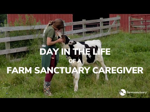 Day in the Life of a Farm Sanctuary Caregiver: Watkins Glen