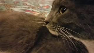 Cat Reviews - As A Friend @ The Grove Theater, Oak Ridge 11/03/2017