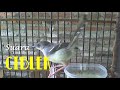 Ciblek Ngebern Variasi Cocok Untuk Masteran Cendet Pleci Dan Murai Batu Omkicau(.mp3 .mp4) Mp3 - Mp4 Download
