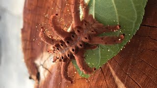 Essa bizarra criatura pode estar no seu quintal! 😱🕷️🌳 monkey slug Caterpillar #animal