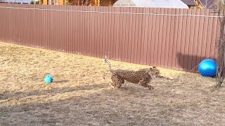 The cheetah is chasing the ball! Gerda amazed with her enthusiasm!