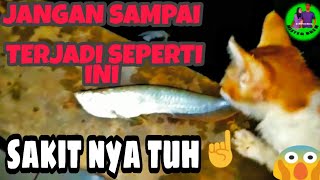 KESALAHAN DALAM MEMELIHARA IKAN LOUHAN & ARWANA IKAN PREDATOR