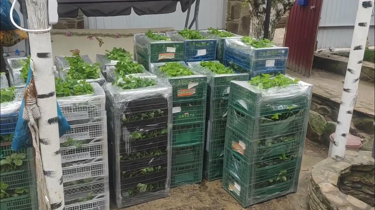 Рассада цветов. Рассада на рынке. Досветка рассады. Загущенная посадка цветов. Питомник декоративных растений.