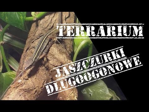 Przygotowanie terrarium dla jaszczurek długoogonowych (Takydromus sexlineatus)