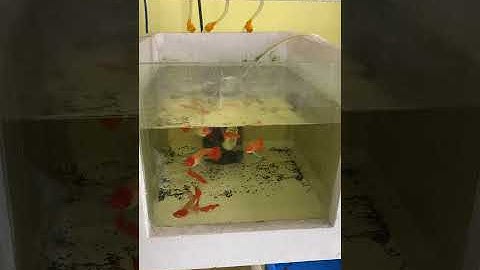 Thùng xốp gắn kính nuôi cá bảy màu