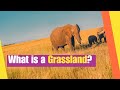 Understanding Grasslands