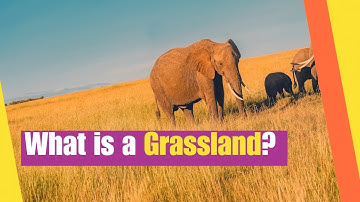 What is a Grassland? | Learn about the Plants and Animals that Live in Grasslands | Lesson Boosters