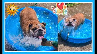 HOW MY ENGLISH BULLDOG COOLS OFF IN THE SUMMER!!