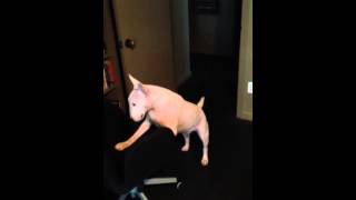 Bull Terrier Rolling