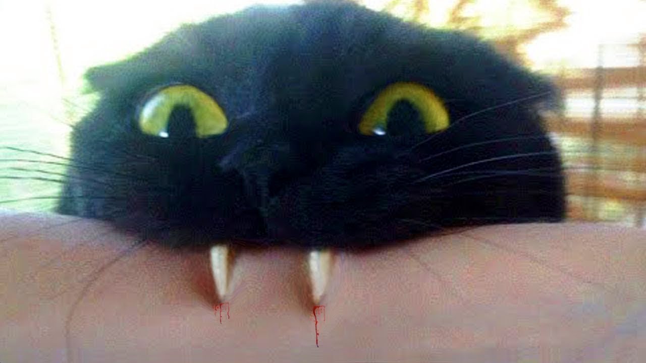 Pets That Will Make You Laugh In 15 Seconds - Funny and cute - Funny ...