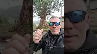 Eucalipto gigante en VIERNOLES CANTABRIA