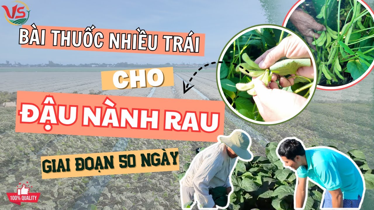BÀI THUỐC KÍCH NHIỀU TRÁI CHO ĐẬU NÀNH RAU GIAI ĐOẠN 50 NGÀY