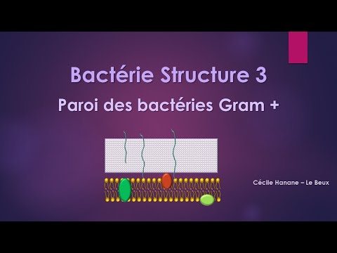 Vidéo: Qu'est-ce que Gram +ve et Gram?