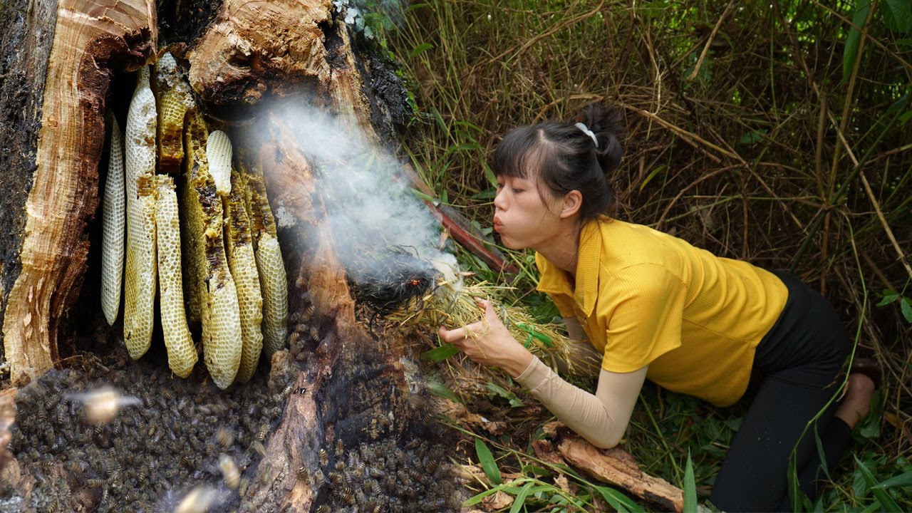 Harvesting honeycomb with billions of bees - Brave girl harvests bees and brings them home to raise