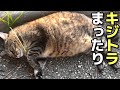 お腹ぽっちゃりキジトラ猫ちゃん、まったりしている姿がかわいい😸（真夏の撮影）（野良猫•地域猫）🐈