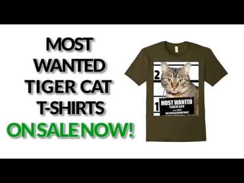 most-wanted-tiger-cat-cute-funny-t-shirt---men's,-women's,-kid's---black,-asphalt,-orange